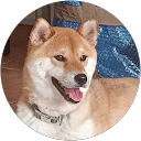 Tomas DSD profile picture